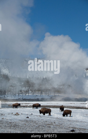 USA, Wyoming. Yellowstone-Nationalpark. Wild Yellowstone Bison im Winter neben dampfend heiße Thermalquelle. Stockfoto