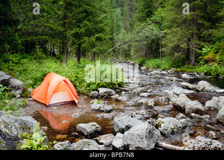 Zelten im Wald Stockfoto