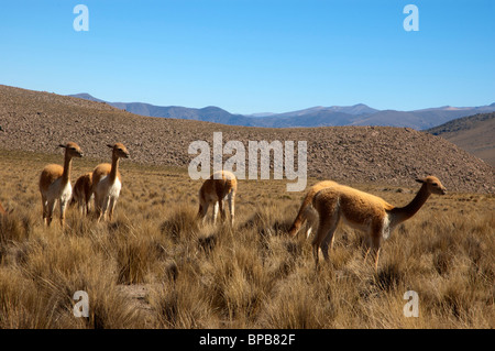 Vikunjas Tiere grasen in der Reserva Nacional Salinas y Aguada Blanca, in der Nähe von Arequipa, Peru. Stockfoto