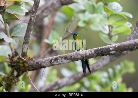 Saphir-entlüftet Puffleg (Eriocnemis Luciani Luciani) Stockfoto