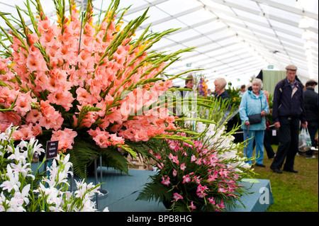 Gladiolen-Blüten auf dem Display an Shrewsbury Flower Show 2010, Shropshire, UK Stockfoto
