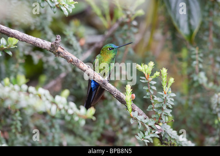 Saphir-entlüftet Puffleg (Eriocnemis Luciani Luciani) Stockfoto