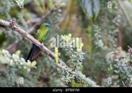 Saphir-entlüftet Puffleg (Eriocnemis Luciani Luciani) Stockfoto