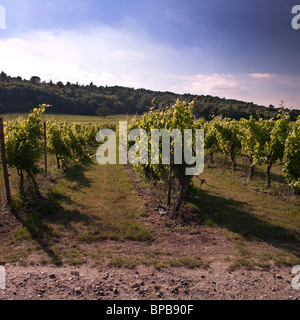 Weinberge am Denbies Wine Estate, das größte Weingut in England in der Nähe von Dorking, Surrey Stockfoto