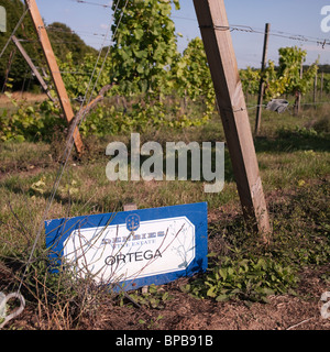 Ortega Weintrauben an Denbies Wine Estate, in der Nähe von Dorking, Surrey Stockfoto