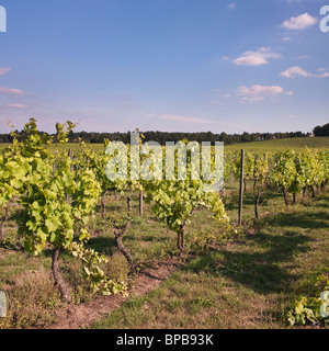 Weinberge am Denbies Wine Estate, das größte Weingut in England in der Nähe von Dorking, Surrey Stockfoto