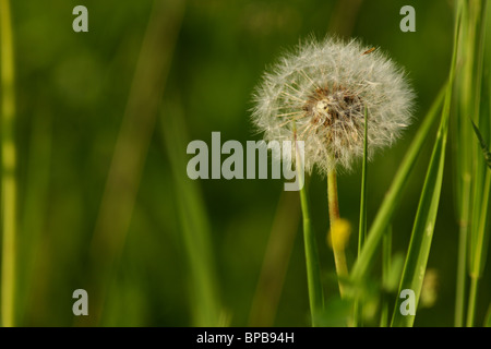 Gemeinsamen Löwenzahn (Taraxacum Officinale) Stockfoto