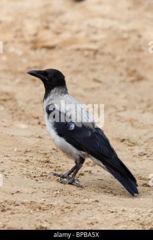 Ein neu flügge Küken (Biotechnik) in der Natur. Stockfoto