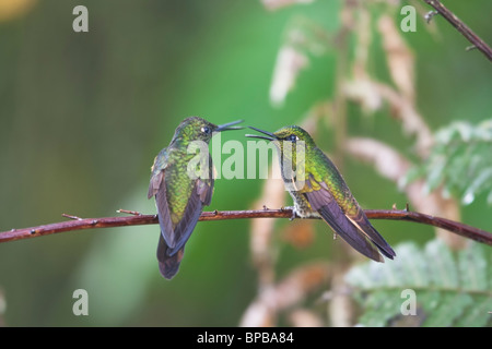 Buff-tailed Coronet (Boissonneaua Flavescens Tinochlora), koppeln, Gezänk. Stockfoto