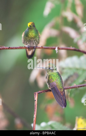 Buff-tailed Coronet (Boissonneaua Flavescens Tinochlora) Paaren zusammen. Stockfoto