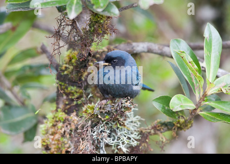 Maskierte Flowerpiercer (Diglossa Cyanea Cyanea) Stockfoto