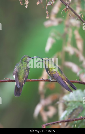 Buff-tailed Coronet (Boissonneaua Flavescens Tinochlora), koppeln, Gezänk. Stockfoto