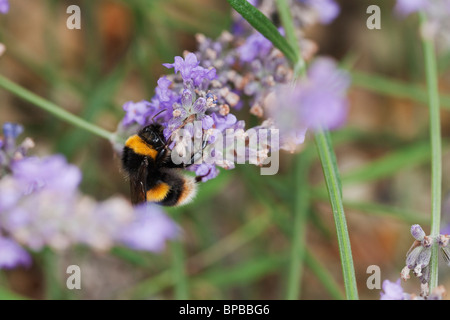 Buff-tailed Hummel auf Lavendel. Stockfoto