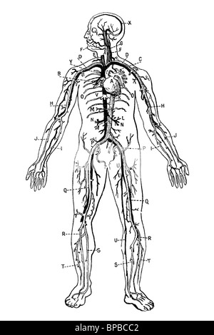 Herz-Kreislauf-System. Antike Darstellung. 1920. Stockfoto