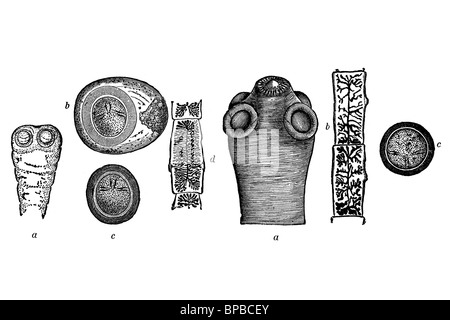 Taenia. Parasitären Wurm (Saginata und Solium). Antike Darstellung. 1920. Stockfoto