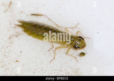 Kaiser Libelle Larve; ANAX imperator Stockfoto