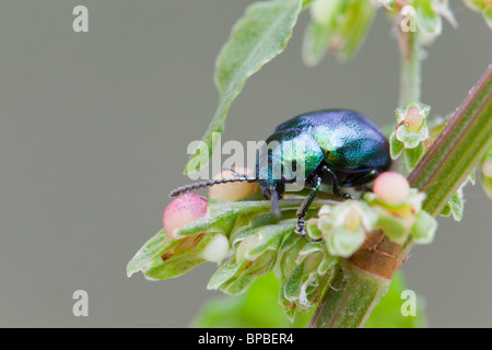 Grüne Dock Käfer; Gastrophysa viridula Stockfoto