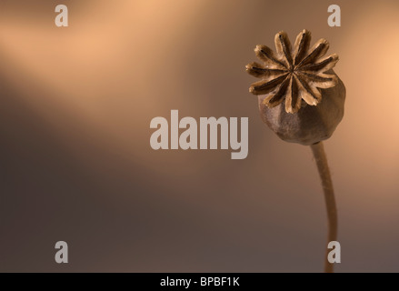 Getrocknete Mohn Stockfoto