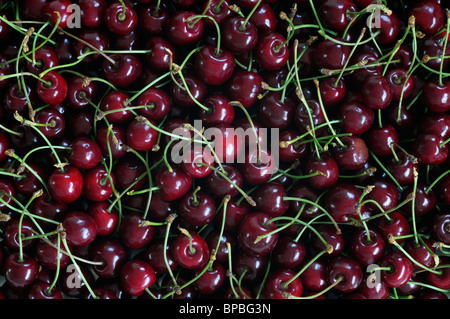 Frisch gepflückt rote Kirschen Stockfoto