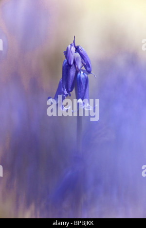 Bluebell, Hyacinthoides non-Scripta, Wald, Kirkby Lonsdale, Cumbria, UK Stockfoto