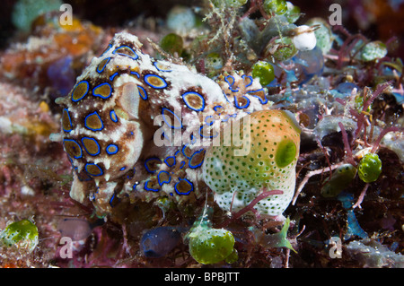 Blau-beringte Krake, Ambon, Molukken, Indonesien. Stockfoto