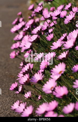 Eine Daisy Blume besteht aus weißen Blütenblättern und gelben Zentren, obwohl die Blüten manchmal eine rosa oder rosa Farbe sind. Stockfoto