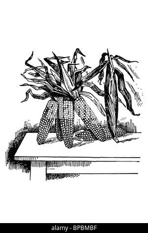 Maiskolben. Antike Darstellung. 1900. Stockfoto