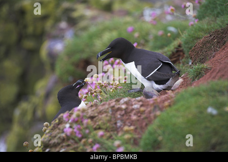 Tordalk Alca Torda Erwachsenen paar fordert Klippe Fowlsheugh RSPB Natur behalten, Kincardineshire im Juni. Stockfoto