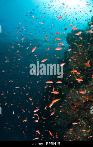 Schulzeit Anthias auf einem felsigen Riff, Pulau Weh, Sumatra, Indonesien. Stockfoto