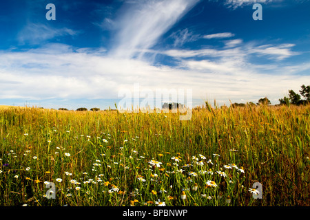 Gelbe Weizenfeld mit einem großen blauen Himmel und Wolken Stockfoto