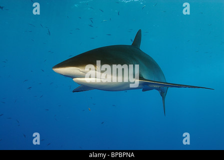 Seidige Hai schwimmen ab Daedalus Riff, Rotes Meer, vor der Küste von Ägypten Stockfoto