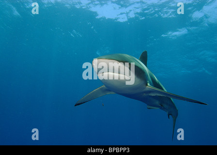 Seidige Hai schwimmen ab Daedalus Riff, Rotes Meer, vor der Küste von Ägypten Stockfoto