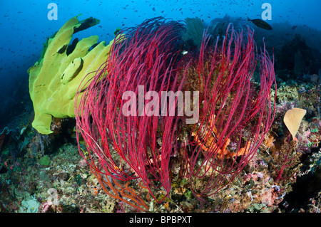 Eine bunte Gemeinschaft von Elefanten Ohr Schwämme, Meer Peitschen und Gorgonien, Misool, West-Papua, Indonesien. Stockfoto