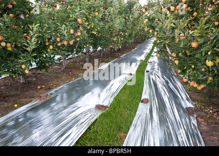 Äpfel "Gala" Obstgarten. Stockfoto