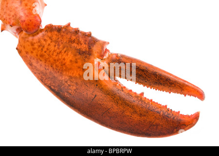 Hummergreifer mit weißem Hintergrund Stockfoto