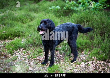 Ein schwarzer Labradoodle Welpen steht in einem Landschaftspark mit seiner Zunge hängt heraus Stockfoto