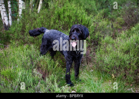 Ein schwarzer Labradoodle Welpen steht in einem Landschaftspark mit seiner Zunge hängt heraus Stockfoto