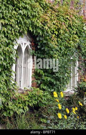 Fenster, umgeben von Efeu Stockfoto