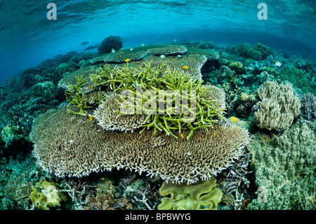 Gesunden Korallenriff, Misool, Raja Ampat, West-Papua, Indonesien. Stockfoto