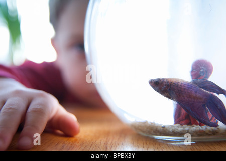 Junge seine Haustier Betta Fische in einem Aquarium beobachten / Goldfischglas Stockfoto