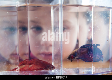 Junge seine Haustier Betta Fische in einem Aquarium beobachten / Goldfischglas Stockfoto