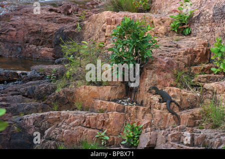 Ein Merten Wasser Waran (Varanus Mertensi) sonnen sich auf Felsen im Litchfield National Park, Northern Territory, Australien. Stockfoto