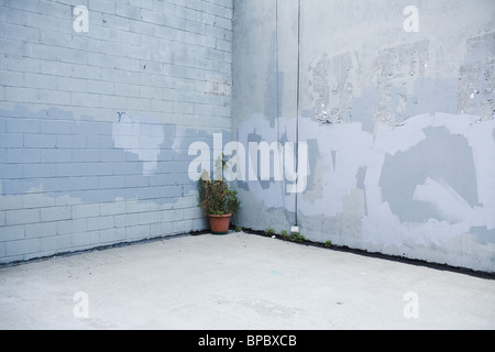 Einsame Topfpflanze in einem städtischen Hof / Ecke mit Graffitis an den Wänden. Stockfoto