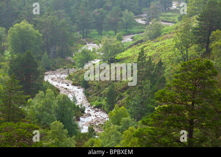 Schottland, Schottisches Hochland, Cairngorm National Park. Ein Fluss, der durch das bewaldete Tal des Rothiemurchus Estate. Stockfoto