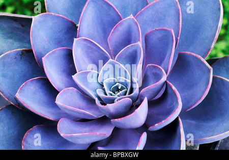 Echeveria "Herzogin von Nürnberg", mehrjährige Sukkulenten Sukkulenten Pflanze Pflanzen Stockfoto