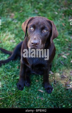 Schokolade braunen Labrador Welpen Stockfoto