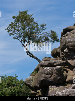 Einsamer Baum im Brimham Rocks Stockfoto