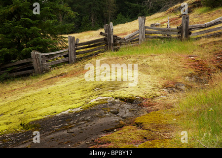 Split Zaun und Moos bedeckt Rock. Box Canyon Gebiet. Mt Rainier Nationalpark, Washington. Stockfoto