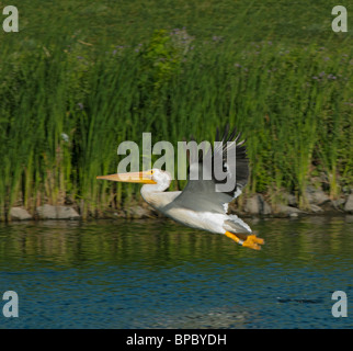 American White Pelikan (Pelecanus Erythrorhynchos) während des Fluges, Aurora Colorado uns. Stockfoto