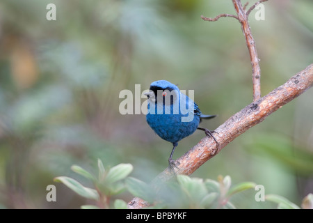 Maskierte Flowerpiercer (Diglossa Cyanea Cyanea) Stockfoto